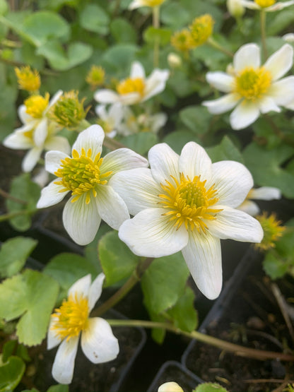 Marginal Pond Plant - (Potted 1 Litre) ~ White Marsh Marigold - Caltha Alba