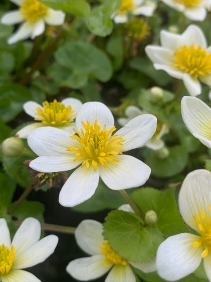 Marginal Pond Plant - (Potted 1 Litre) ~ White Marsh Marigold - Caltha Alba