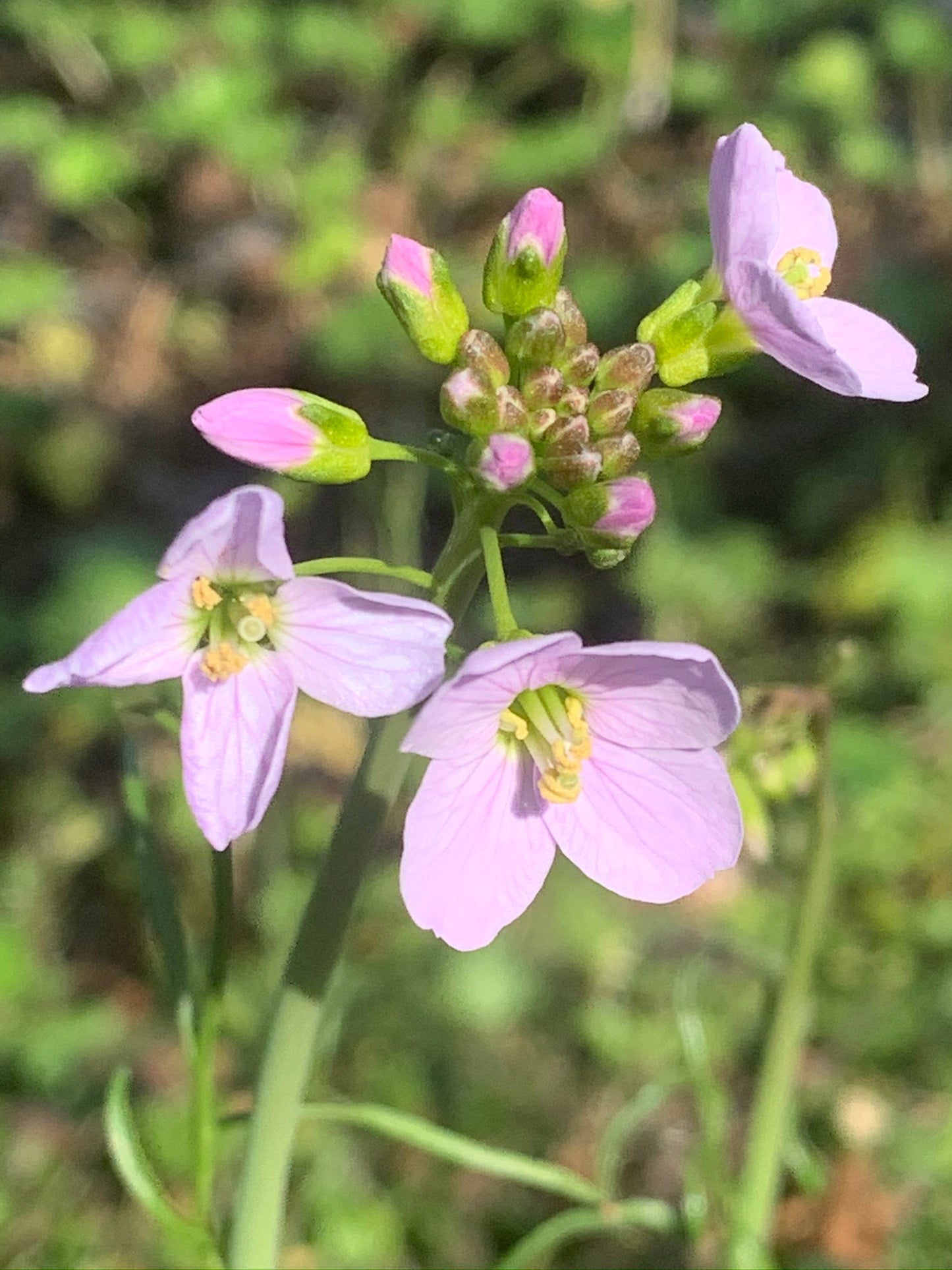 Marginal Pond Plant - (Potted 1 Litre) ~ Lady's Smock - Cardamine pratensis