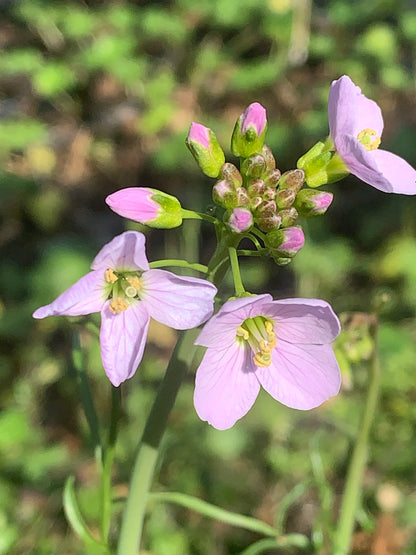 Marginal Pond Plant - (Potted 1 Litre) ~ Lady's Smock - Cardamine pratensis