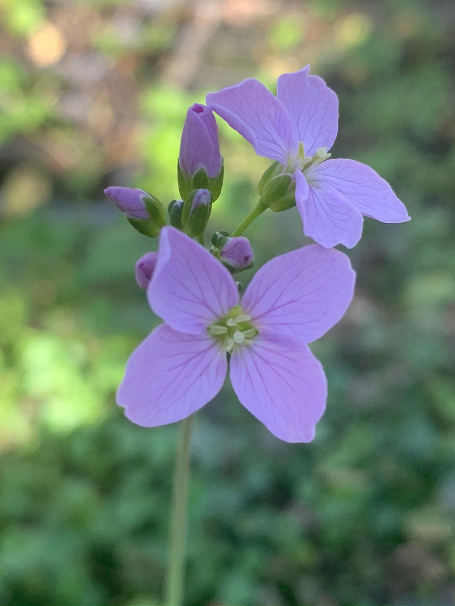 Marginal Pond Plant - (Potted 1 Litre) ~ Lady's Smock - Cardamine pratensis