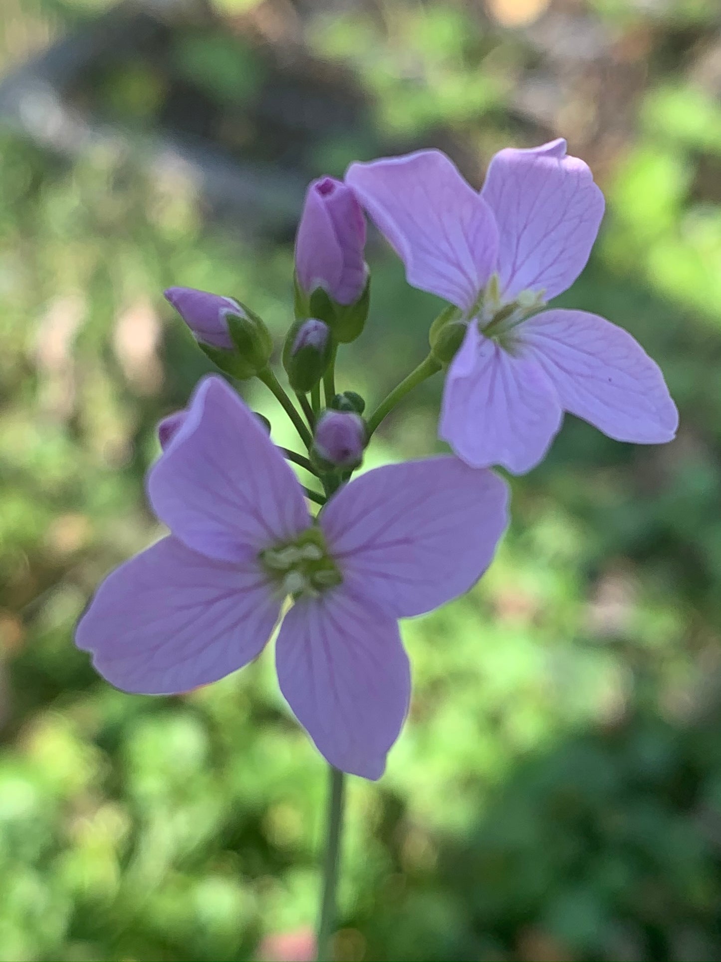 Marginal Pond Plant - (Potted 1 Litre) ~ Lady's Smock - Cardamine pratensis