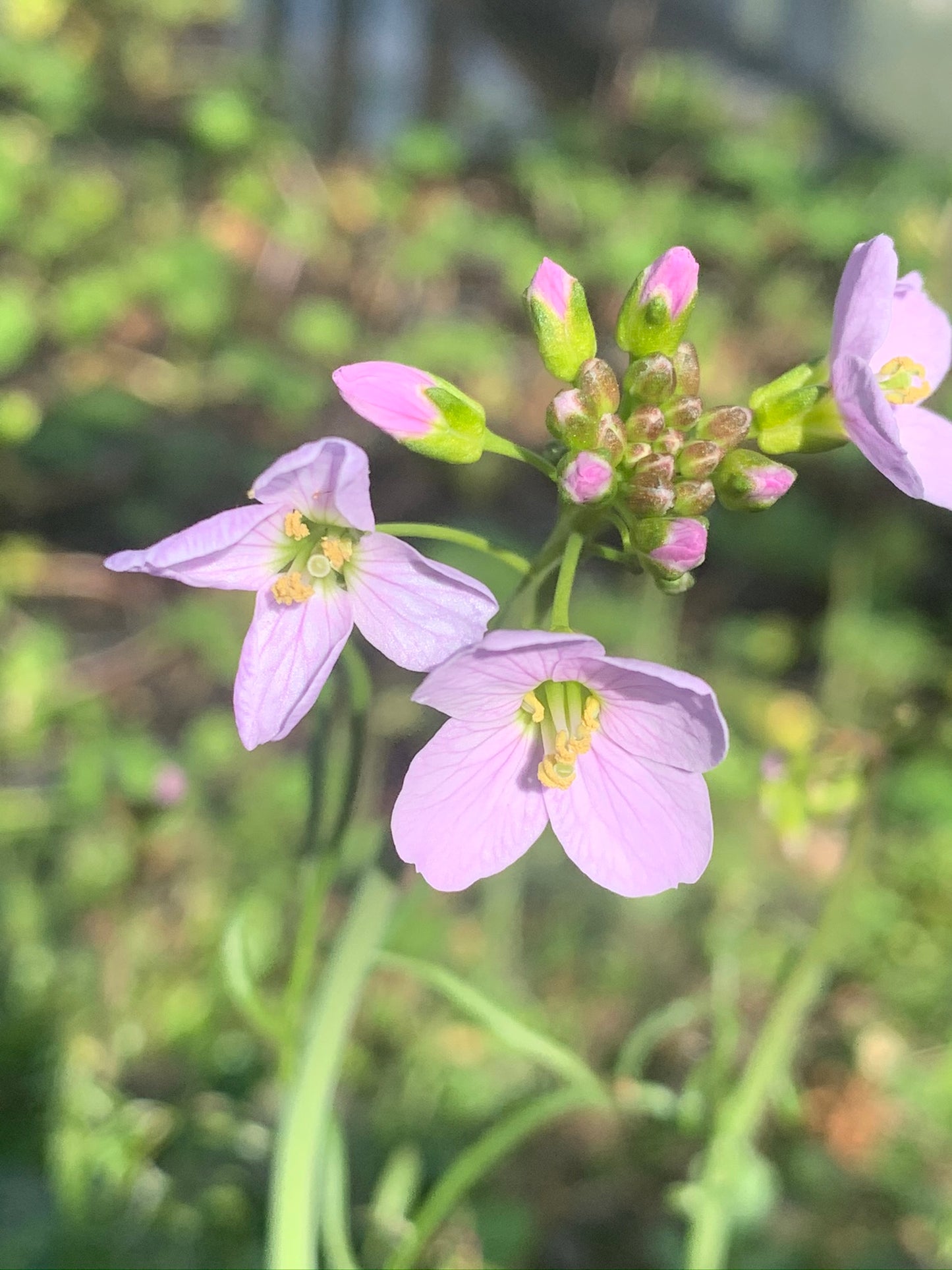 Marginal Pond Plant - (Potted 1 Litre) ~ Lady's Smock - Cardamine pratensis