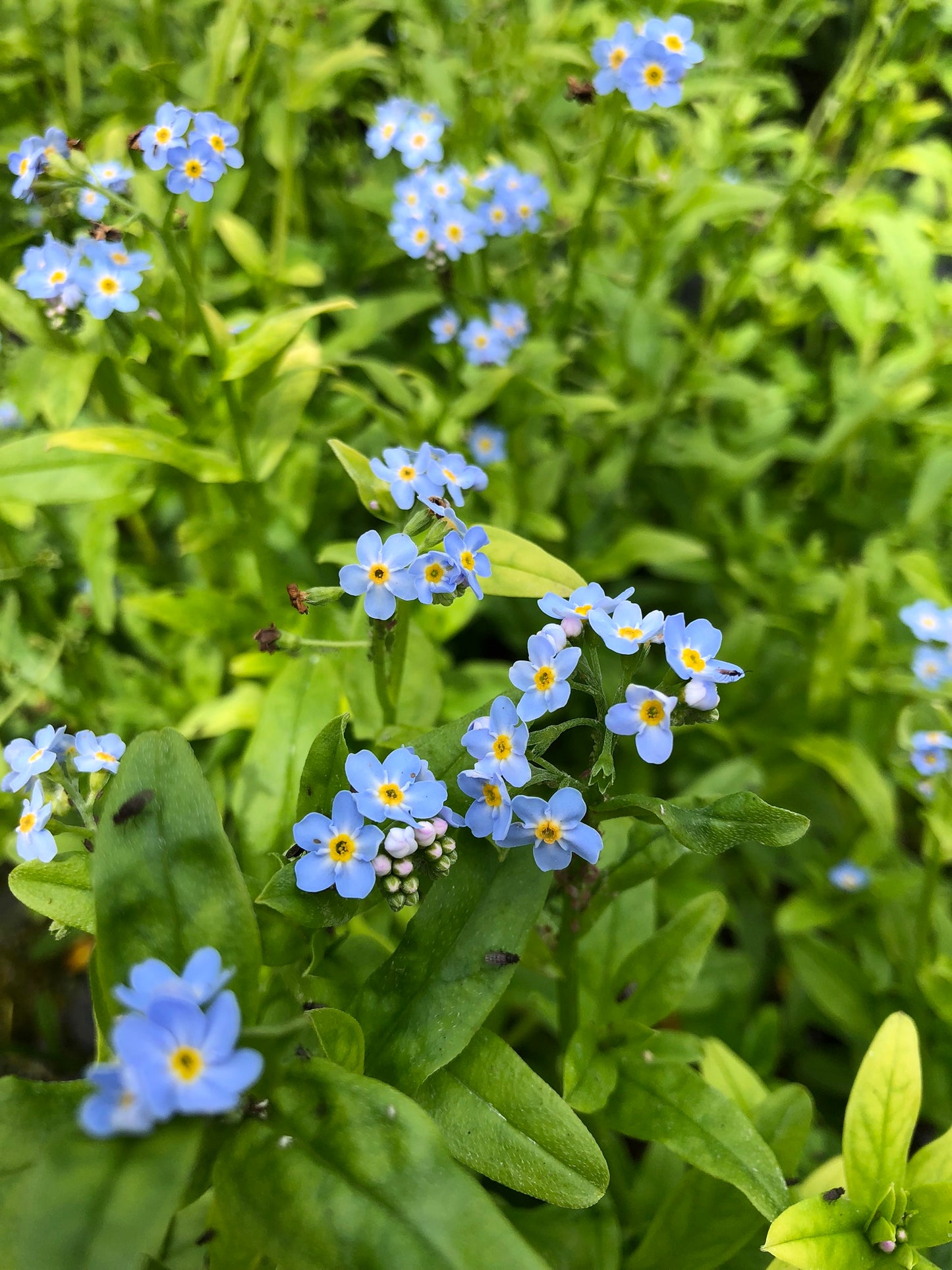 Marginal Pond Plant - (Potted 1 Litre) ~ Water Forget-Me-Not - Myosotis Palustris