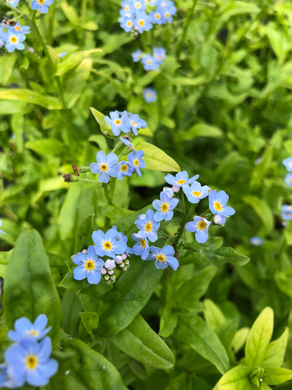 Marginal Pond Plant - (Potted 1 Litre) ~ Water Forget-Me-Not - Myosotis Palustris