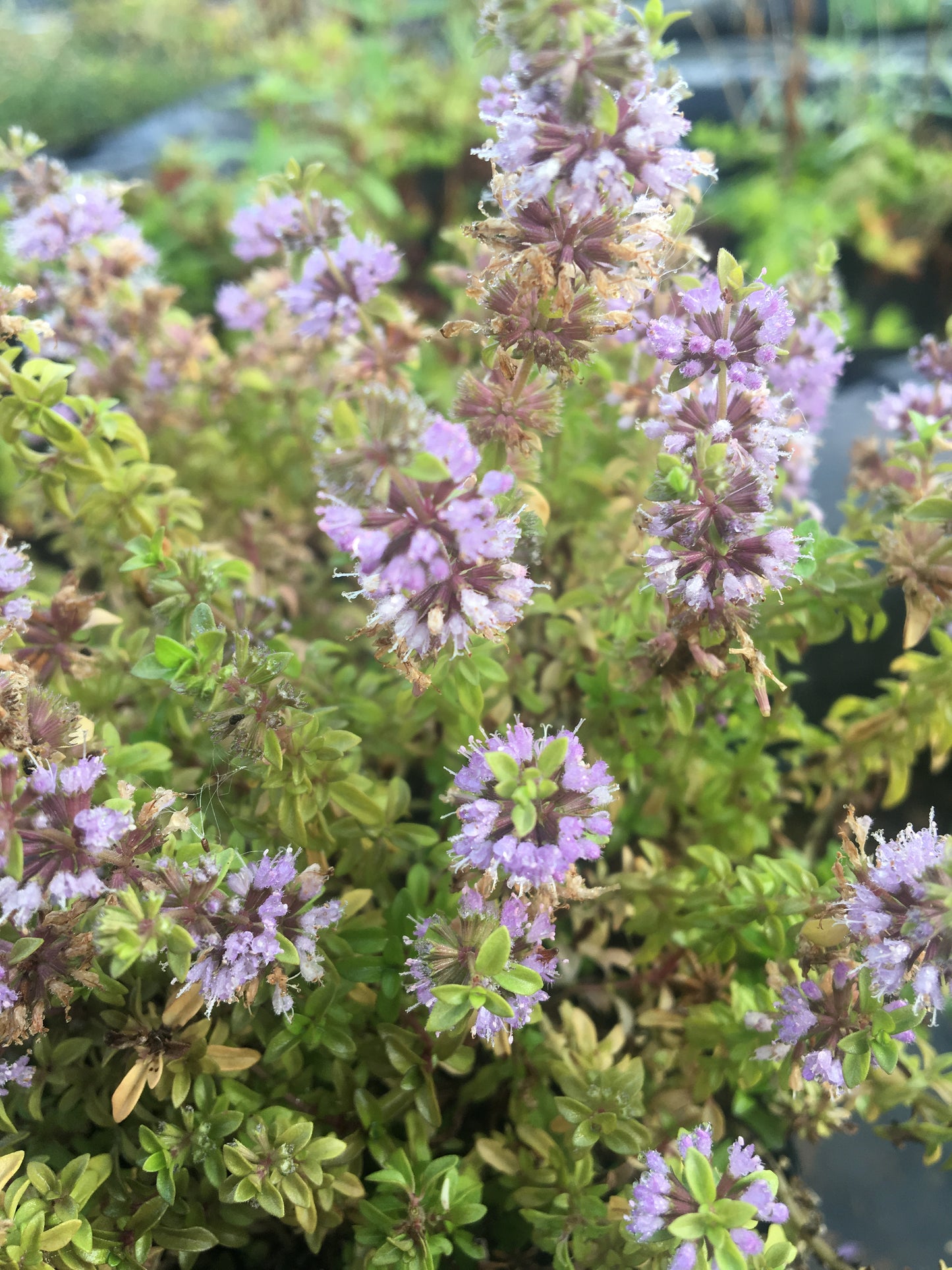 Marginal Pond Plant - (Potted 1 Litre) ~ Penny Royal - Mentha Pulegium