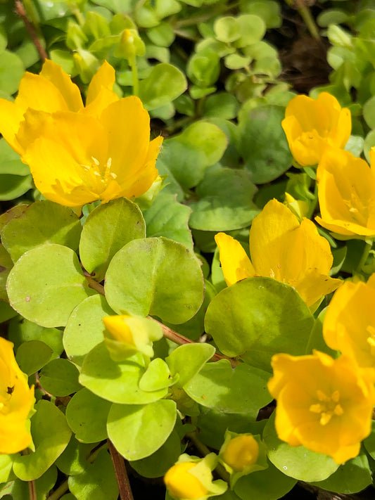 Marginal Pond Plant - (Potted 1 Litre) ~ Creeping Jenny - Lysimachia Nummularia