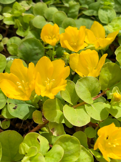 Marginal Pond Plant - (Potted 1 Litre) ~ Creeping Jenny - Lysimachia Nummularia