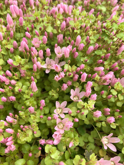 Marginal Pond Plant - (Potted 1 Litre) ~ Bog Pimpernel - Anagallis Tenella