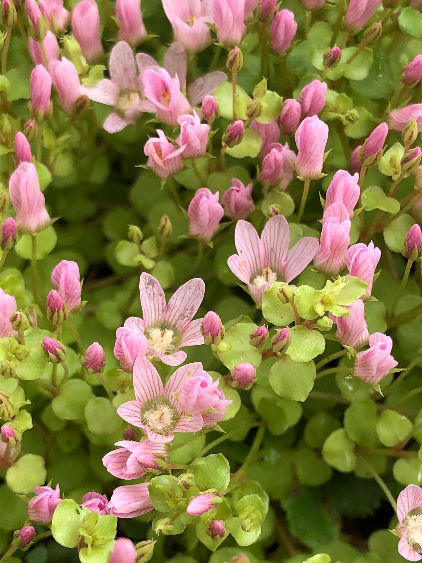 Marginal Pond Plant - (Potted 1 Litre) ~ Bog Pimpernel - Anagallis Tenella