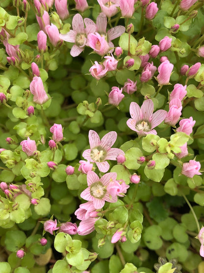 Marginal Pond Plant - (Potted 1 Litre) ~ Bog Pimpernel - Anagallis Tenella