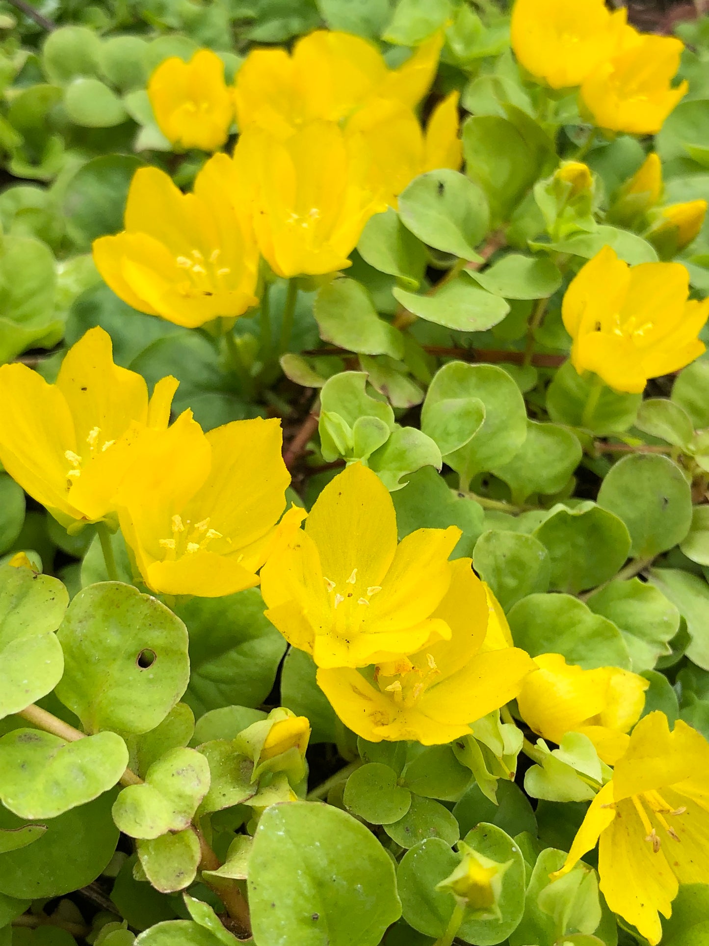 Marginal Pond Plant - (Potted 1 Litre) ~ Creeping Jenny - Lysimachia Nummularia