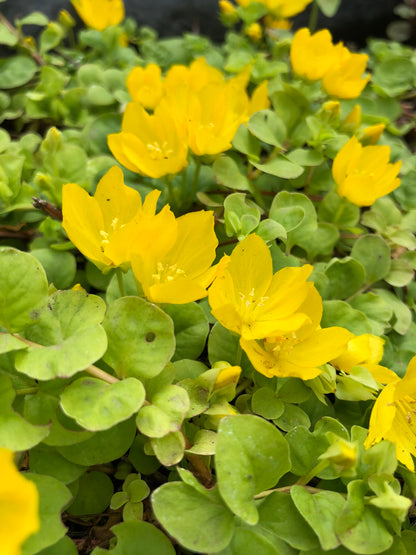 Marginal Pond Plant - (Potted 1 Litre) ~ Creeping Jenny - Lysimachia Nummularia