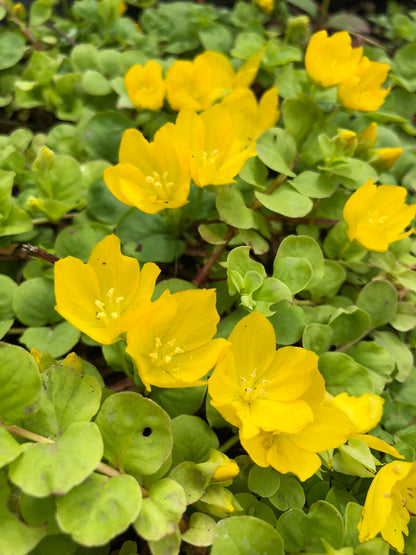 Marginal Pond Plant - (Potted 1 Litre) ~ Creeping Jenny - Lysimachia Nummularia