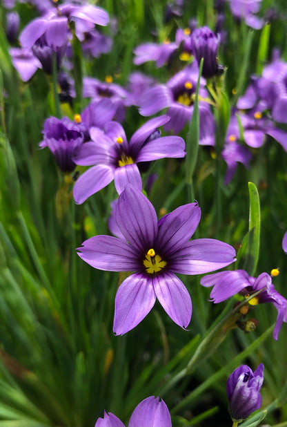 Marginal Pond Plant - (Potted 1 Litre) ~ Blue-eyed Grass - Sisyrinchium Devon Skies