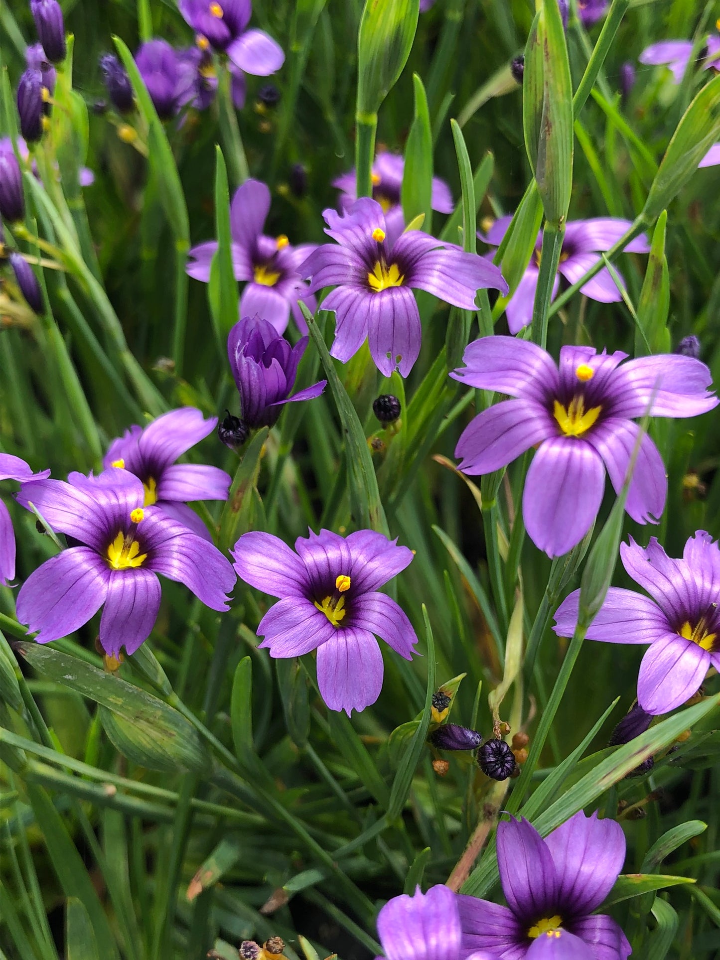 Marginal Pond Plant - (Potted 1 Litre) ~ Blue-eyed Grass - Sisyrinchium Devon Skies