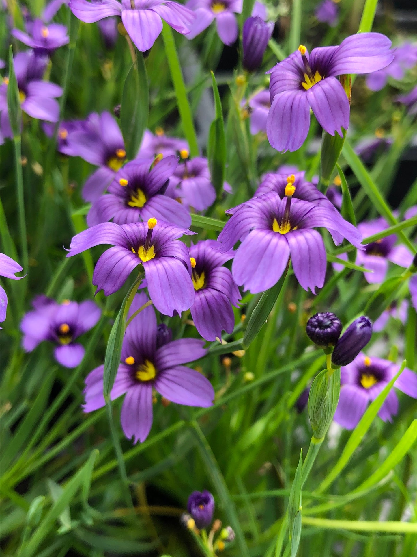 Marginal Pond Plant - (Potted 1 Litre) ~ Blue-eyed Grass - Sisyrinchium Devon Skies