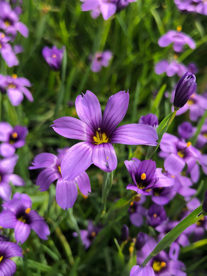 Marginal Pond Plant - (Potted 1 Litre) ~ Blue-eyed Grass - Sisyrinchium Devon Skies