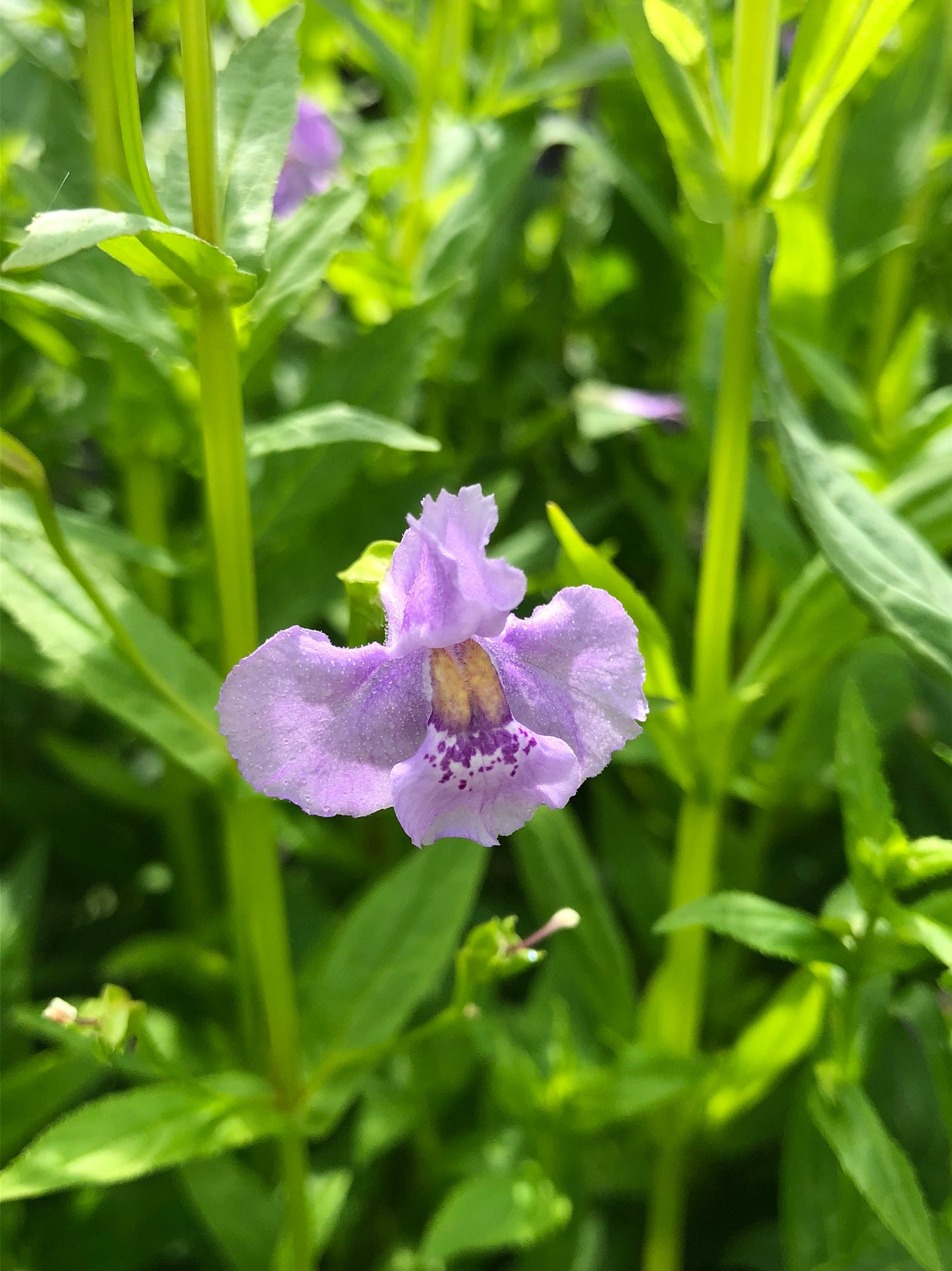 Marginal Pond Plant - (Potted 1 Litre) ~ Lavendar Musk - Mimulus Ringens