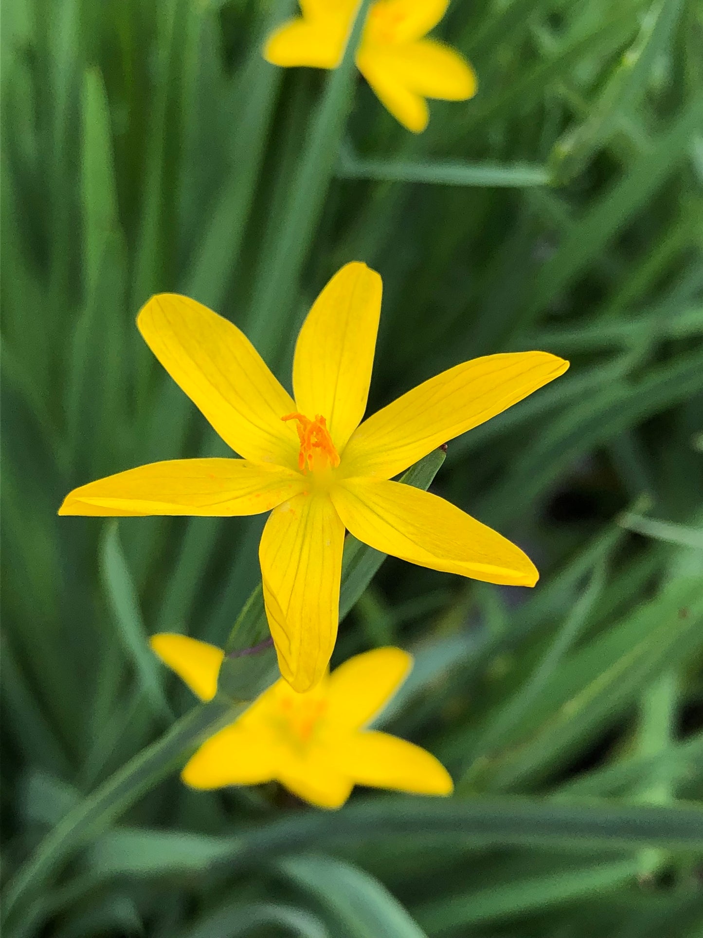 Marginal Pond Plant - (Potted 1 Litre) ~ Yellow Satin Flowers - Sisyrinchum Brachypus