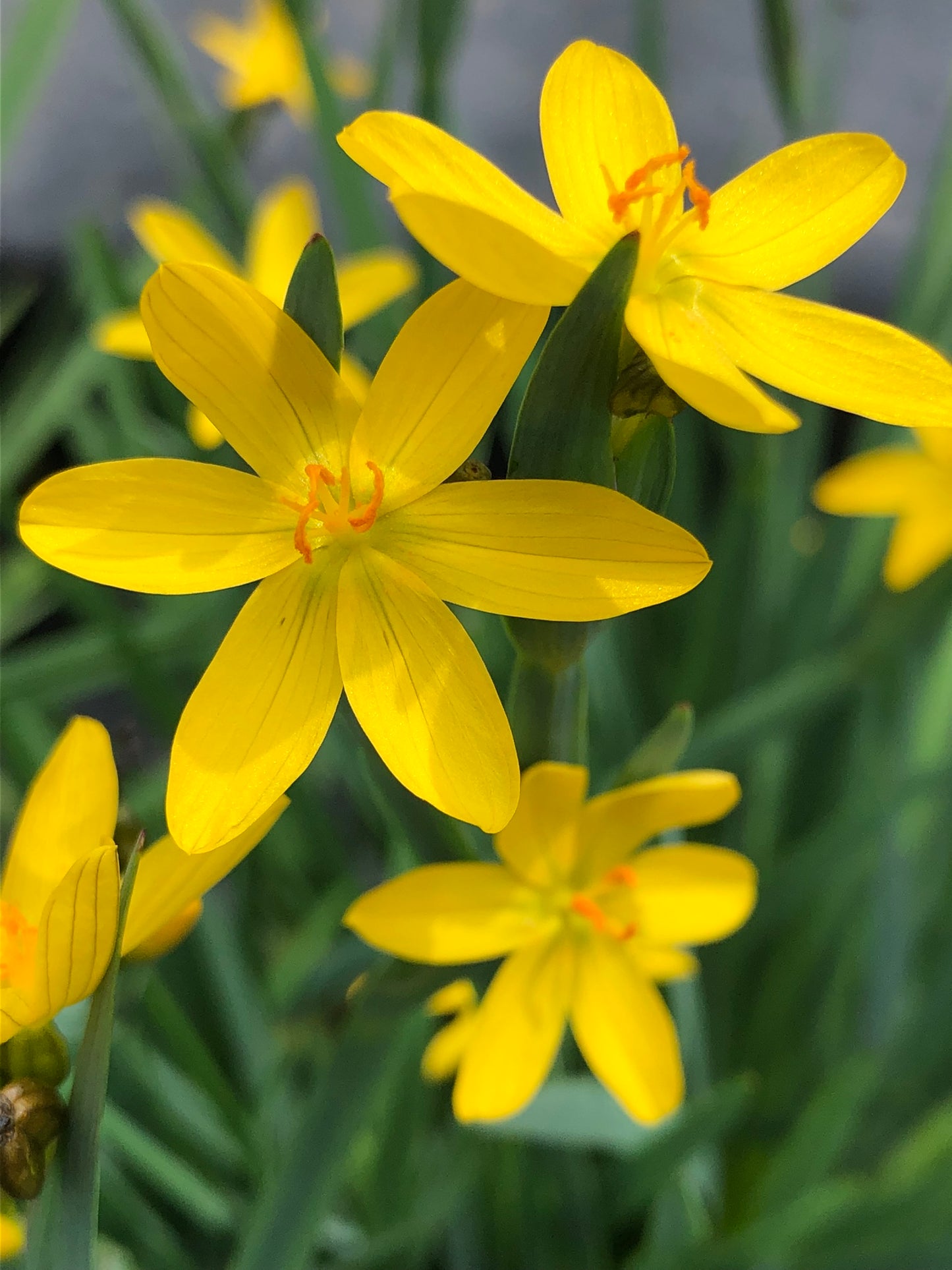 Marginal Pond Plant - (Potted 1 Litre) ~ Yellow Satin Flowers - Sisyrinchum Brachypus