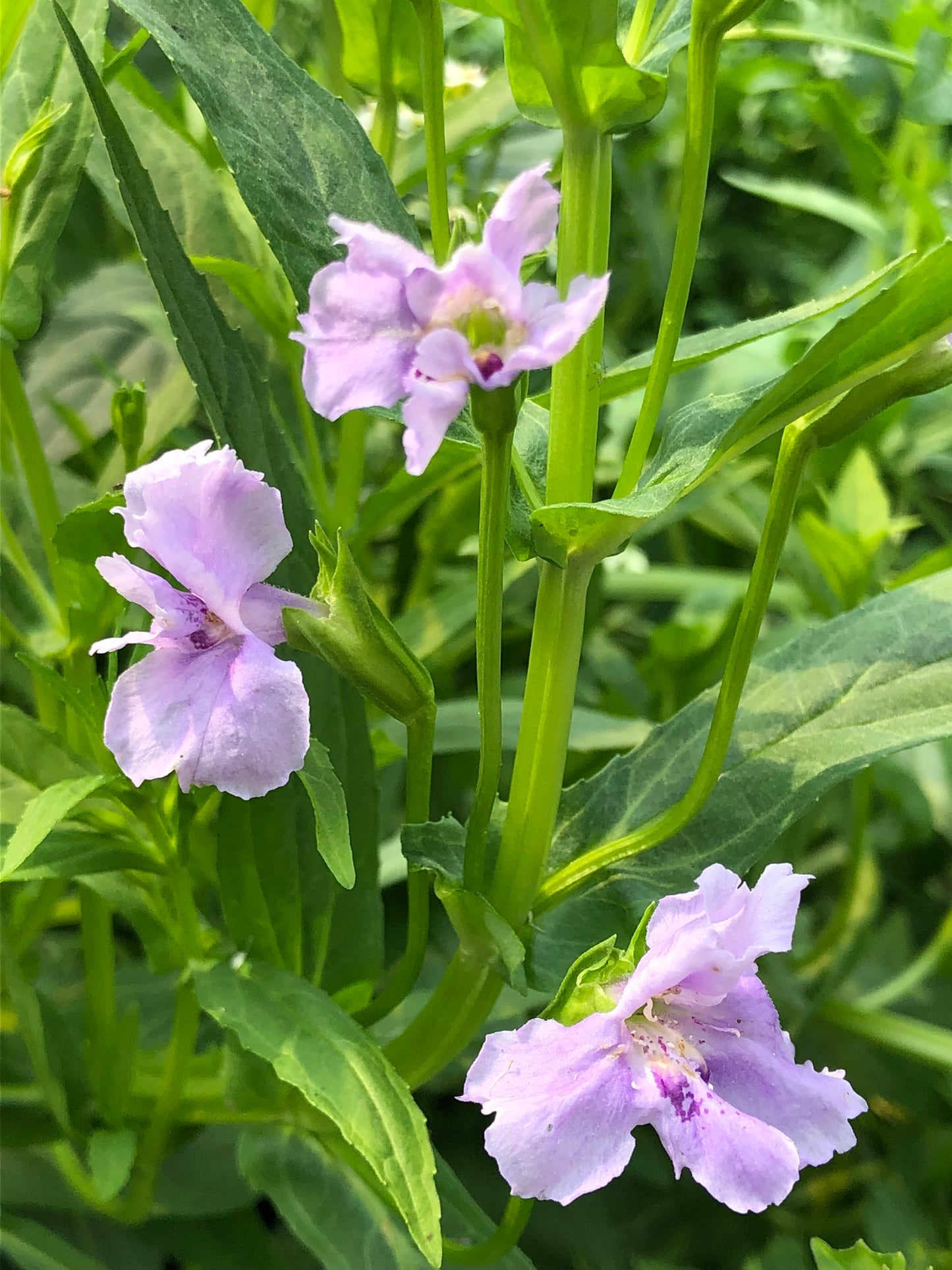 Marginal Pond Plant - (Potted 1 Litre) ~ Lavendar Musk - Mimulus Ringens