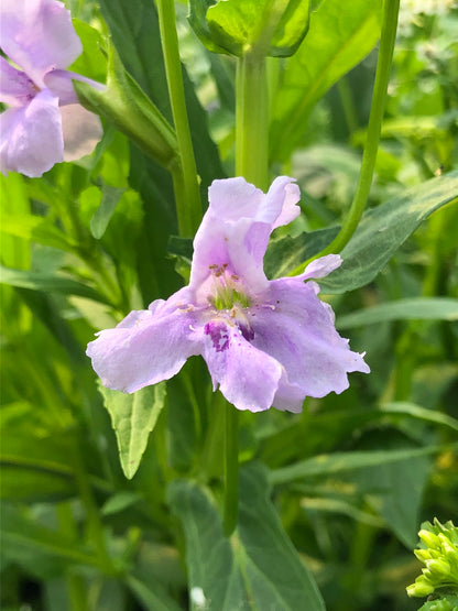 Marginal Pond Plant - (Potted 1 Litre) ~ Lavendar Musk - Mimulus Ringens