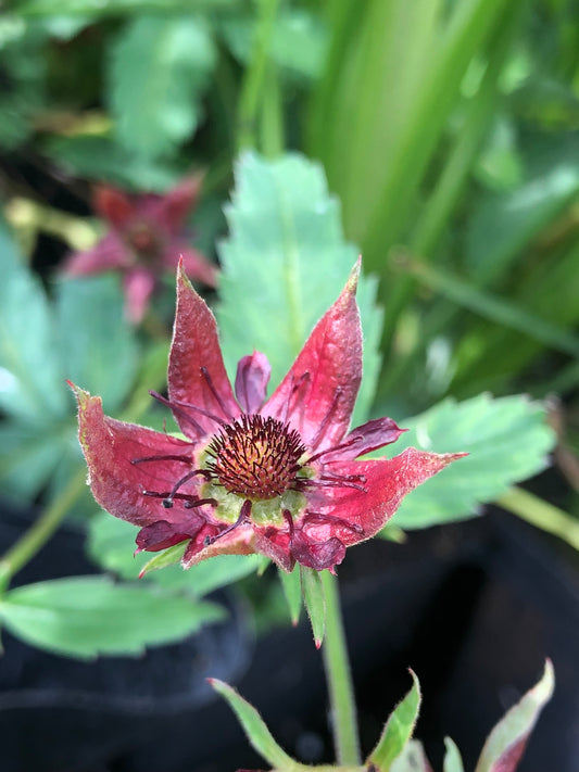 Marginal Pond Plant - (Potted 1 Litre) ~ Purple Marshlocks - Potentilla palustris