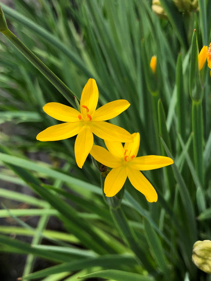 Marginal Pond Plant - (Potted 1 Litre) ~ Yellow Satin Flowers - Sisyrinchum Brachypus