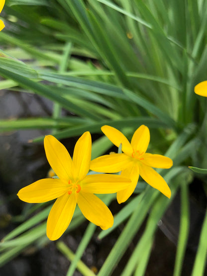 Marginal Pond Plant - (Potted 1 Litre) ~ Yellow Satin Flowers - Sisyrinchum Brachypus