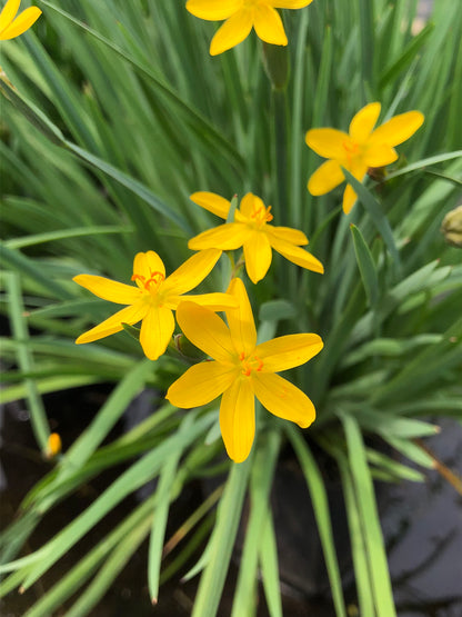 Marginal Pond Plant - (Potted 1 Litre) ~ Yellow Satin Flowers - Sisyrinchum Brachypus