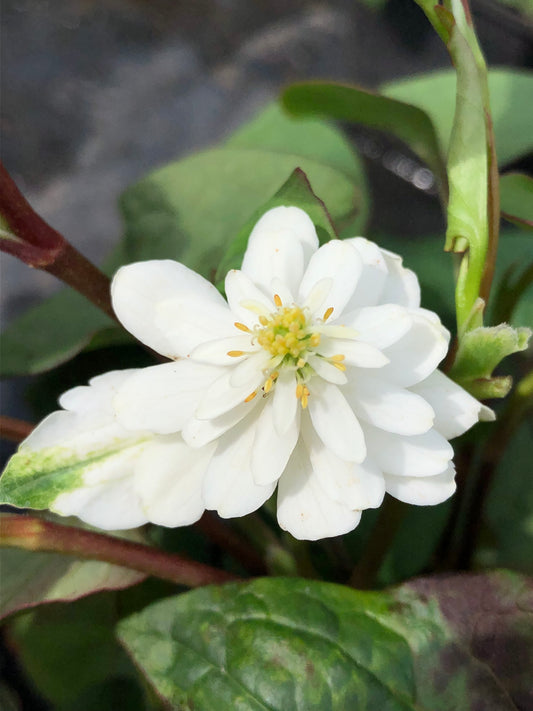 Marginal Pond Plant - (Potted 1 Litre) ~ Orange Peel Plant - Houttuynia Cordata