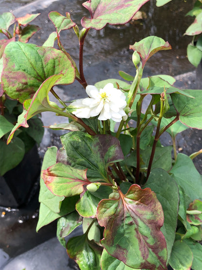 Marginal Pond Plant - (Potted 1 Litre) ~ Orange Peel Plant - Houttuynia Cordata