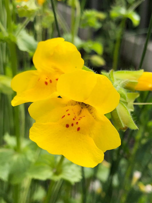 Marginal Pond Plant - (Potted 1 Litre) ~ Yellow Monkey Musk - Mimulus Luteus