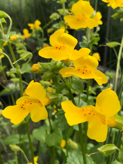 Marginal Pond Plant - (Potted 1 Litre) ~ Yellow Monkey Musk - Mimulus Luteus