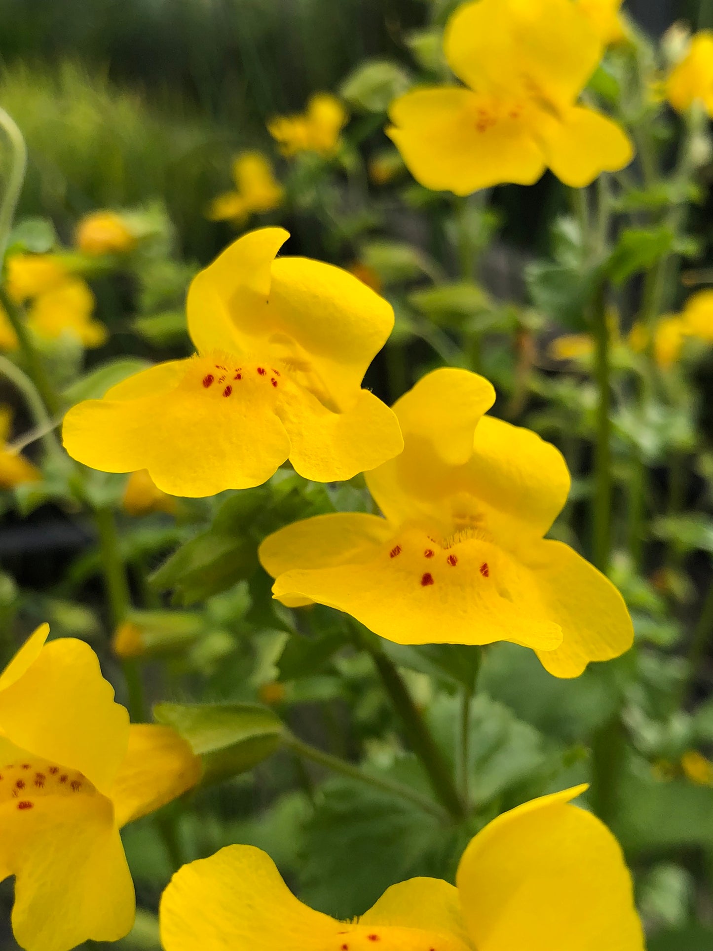 Marginal Pond Plant - (Potted 1 Litre) ~ Yellow Monkey Musk - Mimulus Luteus