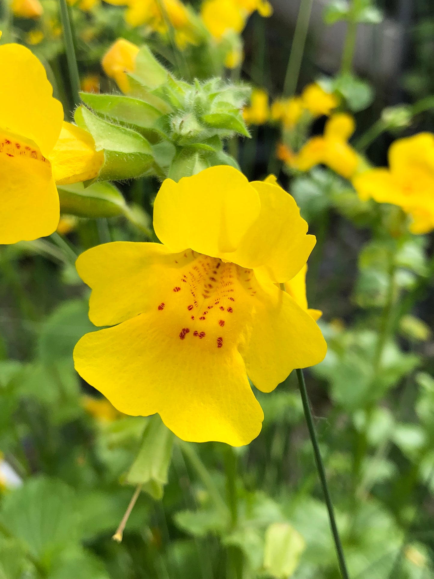 Marginal Pond Plant - (Potted 1 Litre) ~ Yellow Monkey Musk - Mimulus Luteus