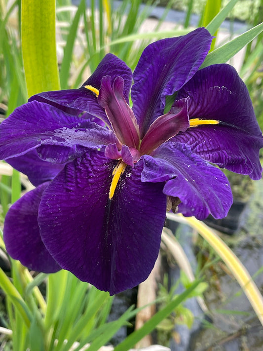 Marginal Pond Plant - (Potted 1 Litre) ~ Iris Louisiana Hybrid - Iris Louisiana 'Black Gamecock'