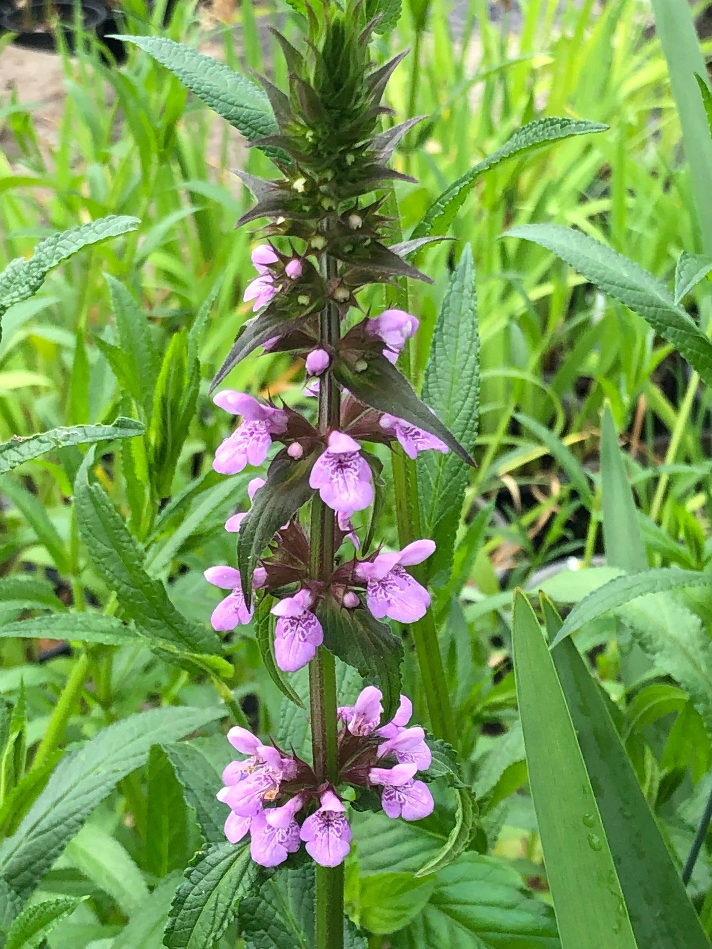 Marginal Pond Plant - (Potted 1 Litre) ~ Marsh Woundwort - Stachys palustris