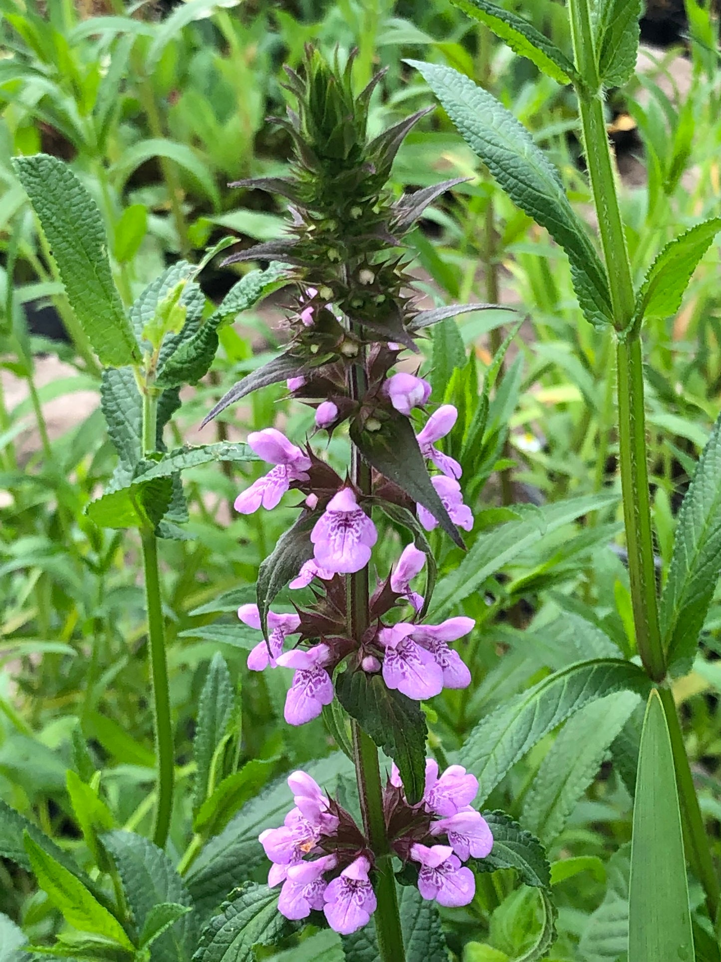 Marginal Pond Plant - (Potted 1 Litre) ~ Marsh Woundwort - Stachys palustris