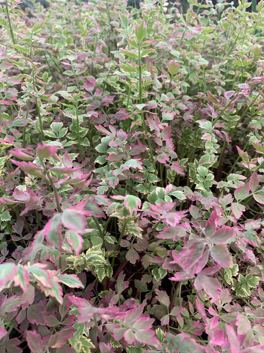 Marginal Pond Plant - (Potted 1 Litre) ~ Pink Flamingo - Oenanthe Japonica Flamingo