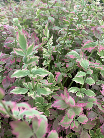 Marginal Pond Plant - (Potted 1 Litre) ~ Pink Flamingo - Oenanthe Japonica Flamingo