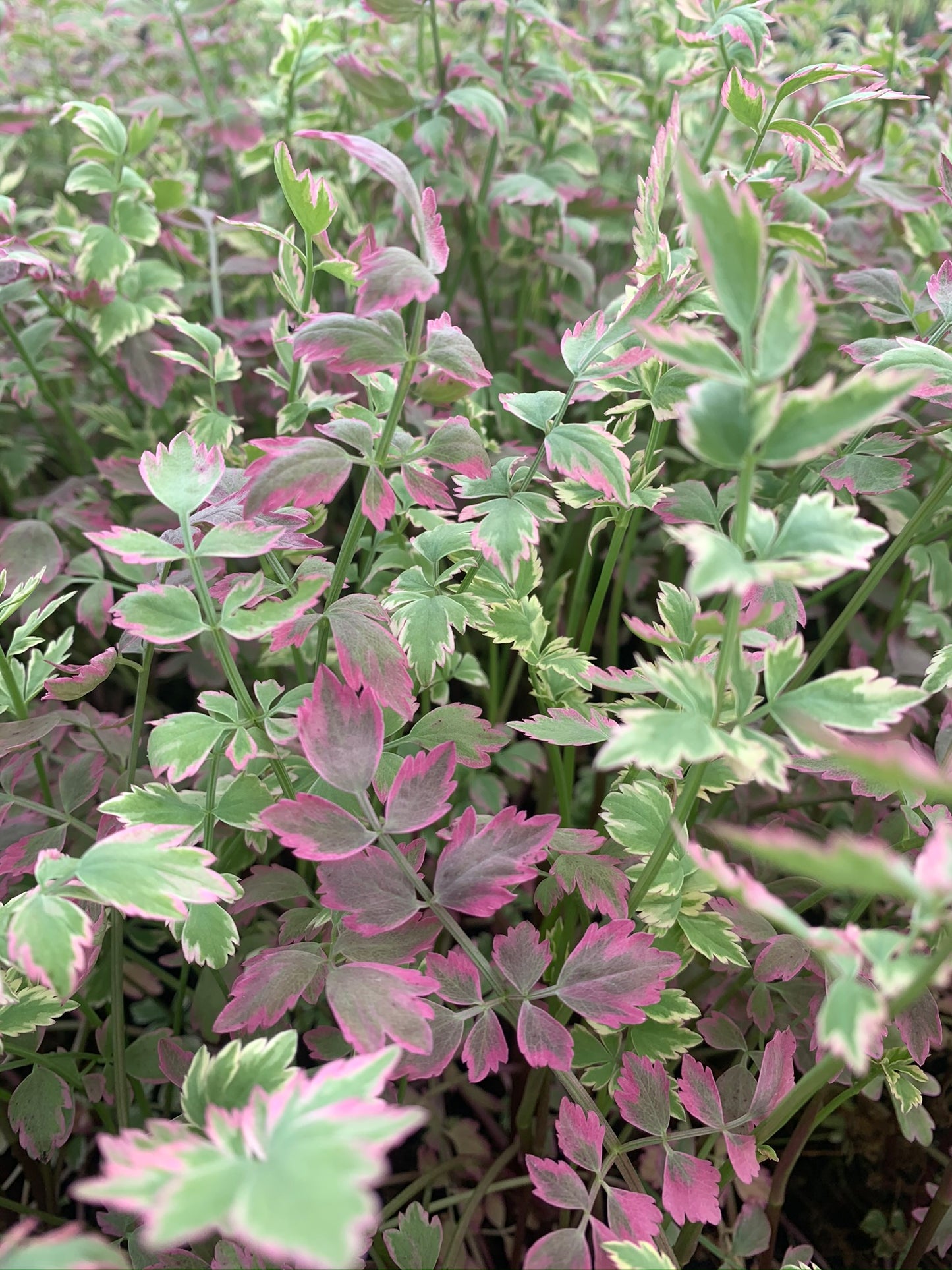 Marginal Pond Plant - (Potted 1 Litre) ~ Pink Flamingo - Oenanthe Japonica Flamingo