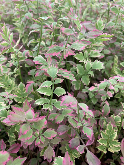 Marginal Pond Plant - (Potted 1 Litre) ~ Pink Flamingo - Oenanthe Japonica Flamingo