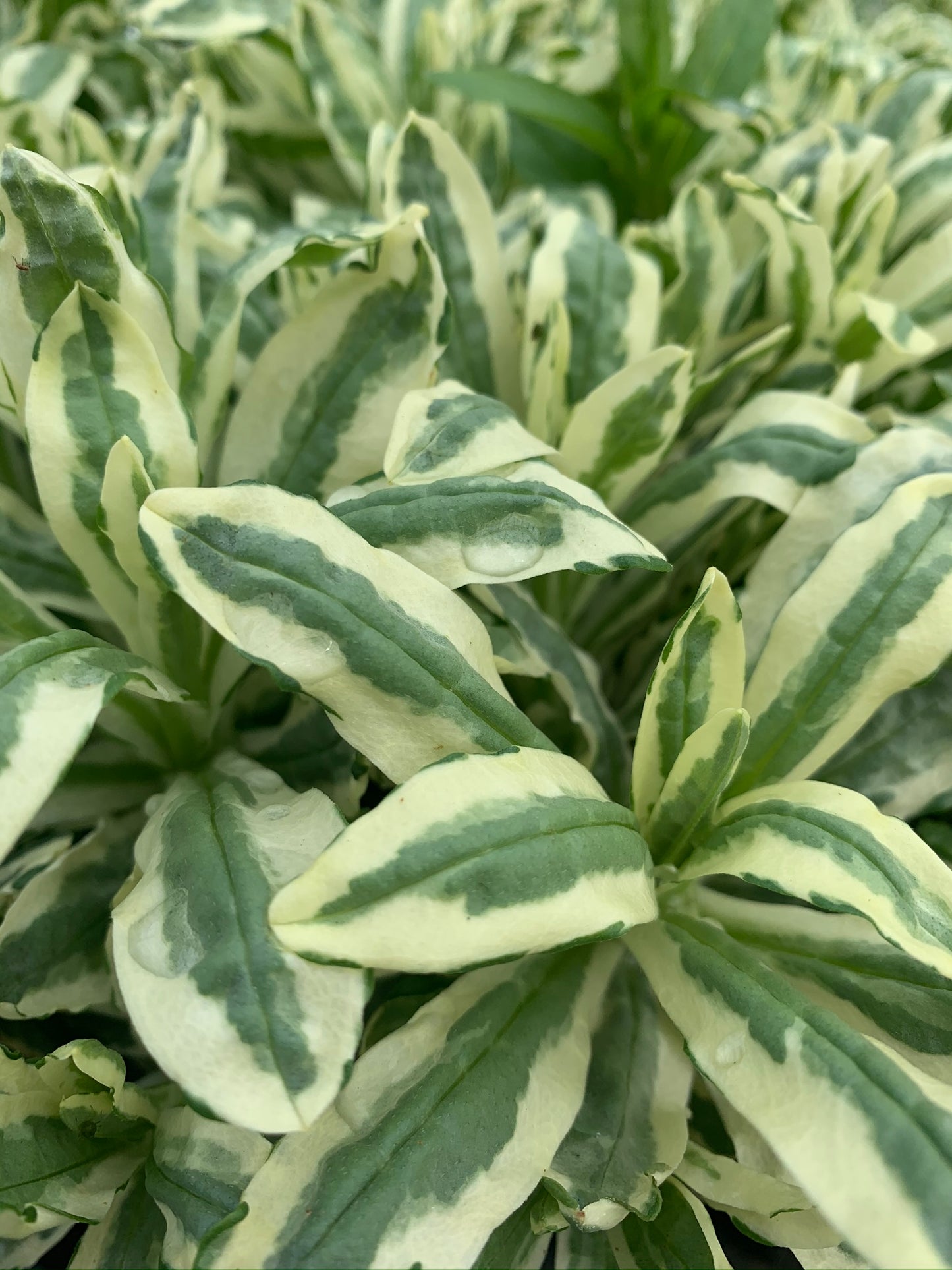 Marginal Pond Plant - (Potted 1 Litre) ~ Green & White Canary Grass - Phalaris Arundinacea Picta