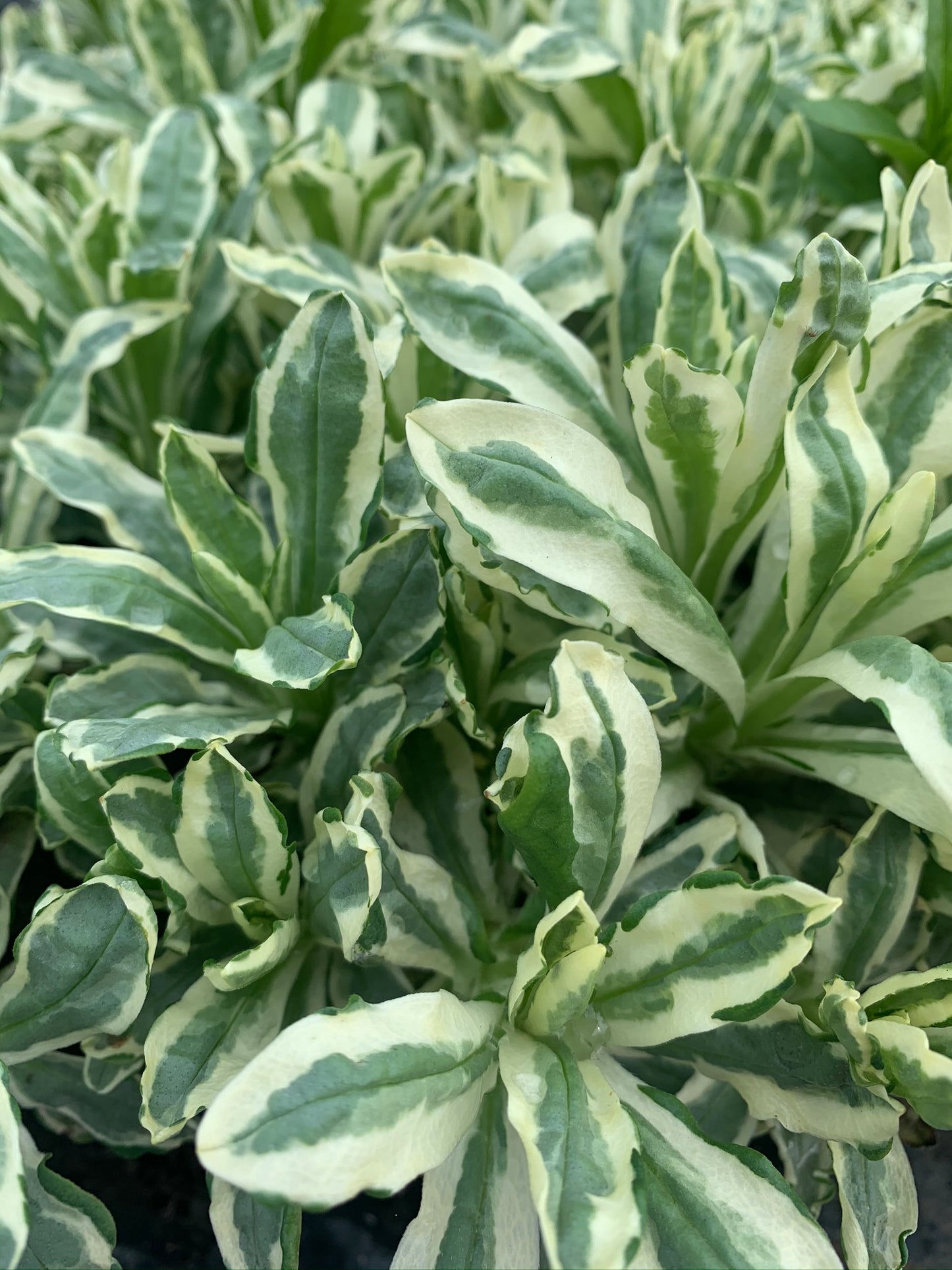 Marginal Pond Plant - (Potted 1 Litre) ~ Green & White Canary Grass - Phalaris Arundinacea Picta