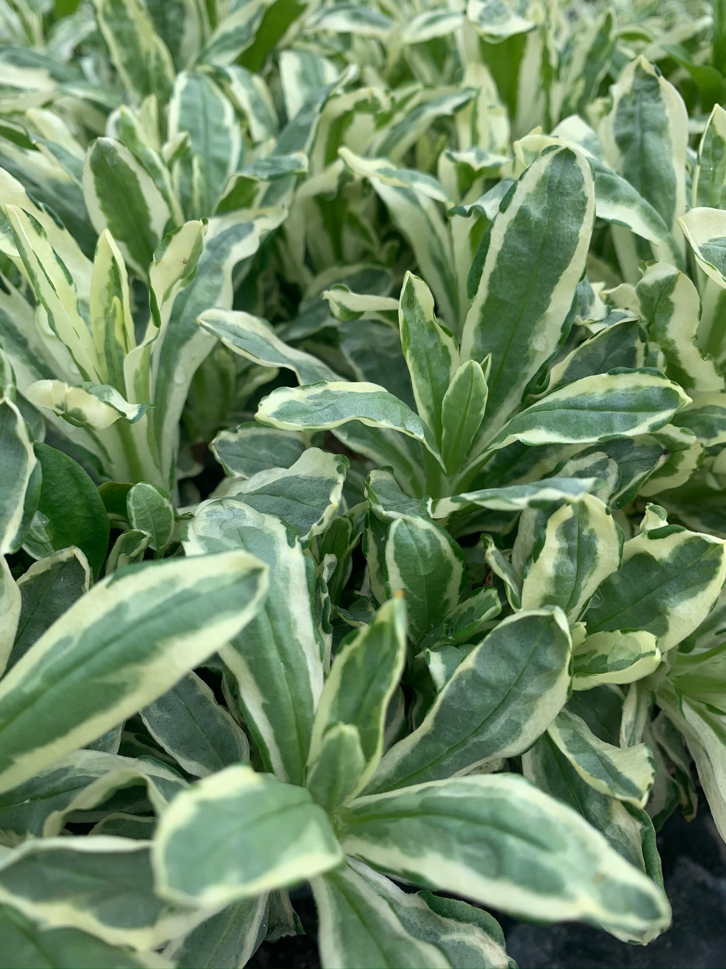 Marginal Pond Plant - (Potted 1 Litre) ~ Green & White Canary Grass - Phalaris Arundinacea Picta