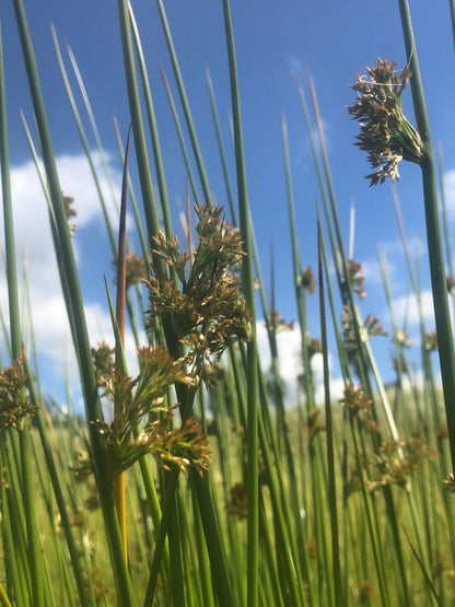 Marginal Pond Plant - (Potted 1 Litre) ~ Soft Rush - Juncus Effusus