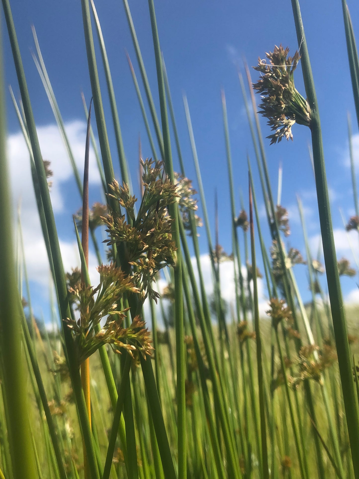 Marginal Pond Plant - (Potted 1 Litre) ~ Soft Rush - Juncus Effusus