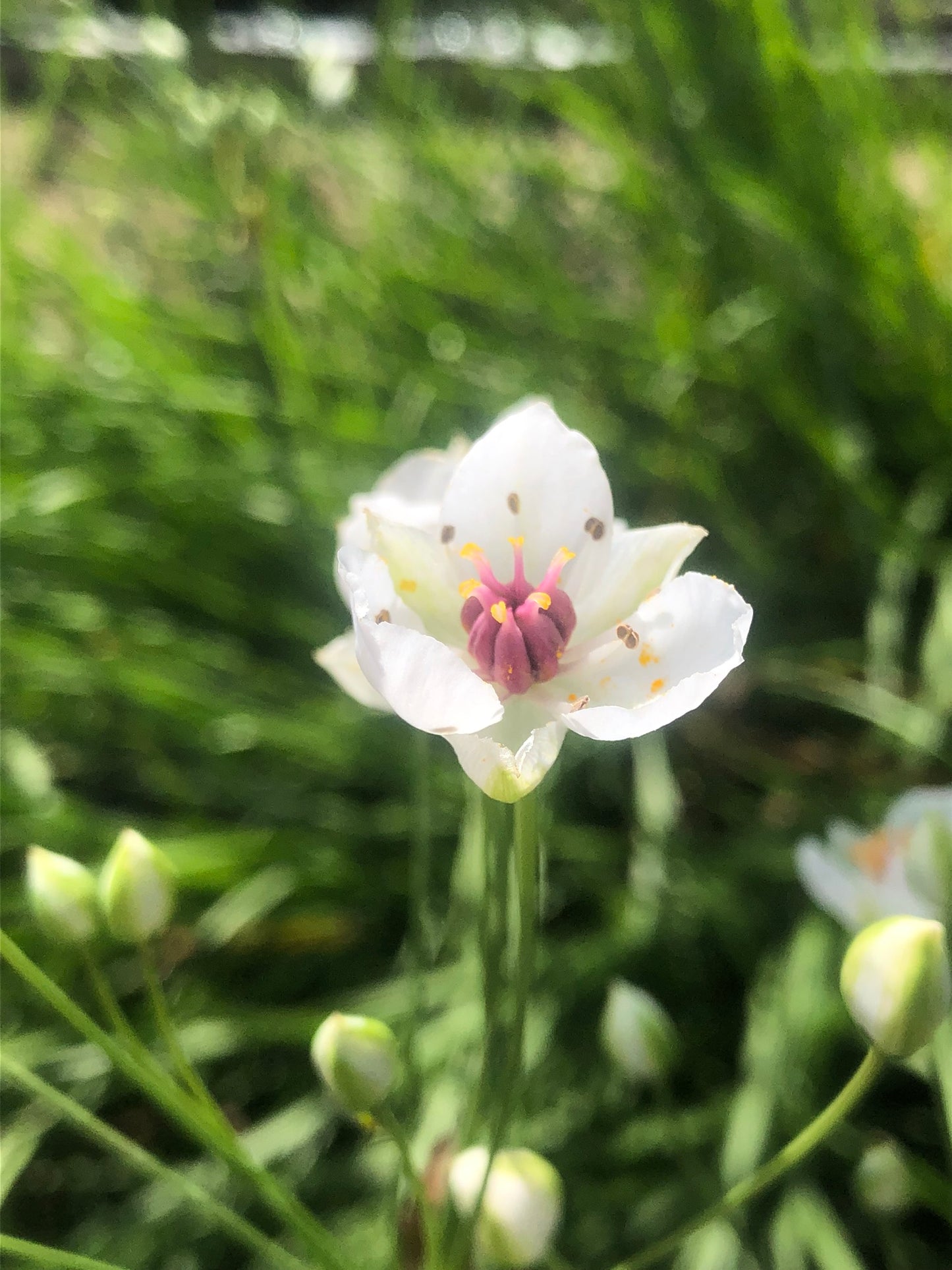 Marginal Pond Plant - (Potted 1 Litre) ~ White flowering Rush - Butomus Alba